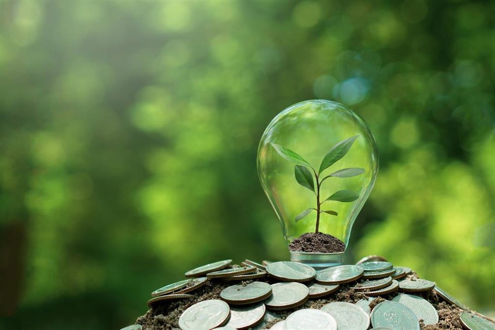 Pequeño árbol plantado en bombilla sobre moneda con fondo de naturaleza.