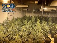 La Policía Nacional se incauta de cerca de 1.300 plantas de marihuana en un operativo en el distrito Norte de Granada