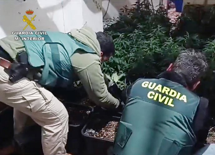 Dos agentes de la Guardia Civil junto a parte de las plantas de marihuana intervenidas en la operación 'Ship'
