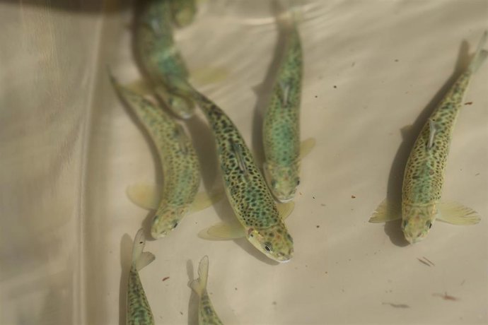 Salmones en la piscifactoría de Oronoz.