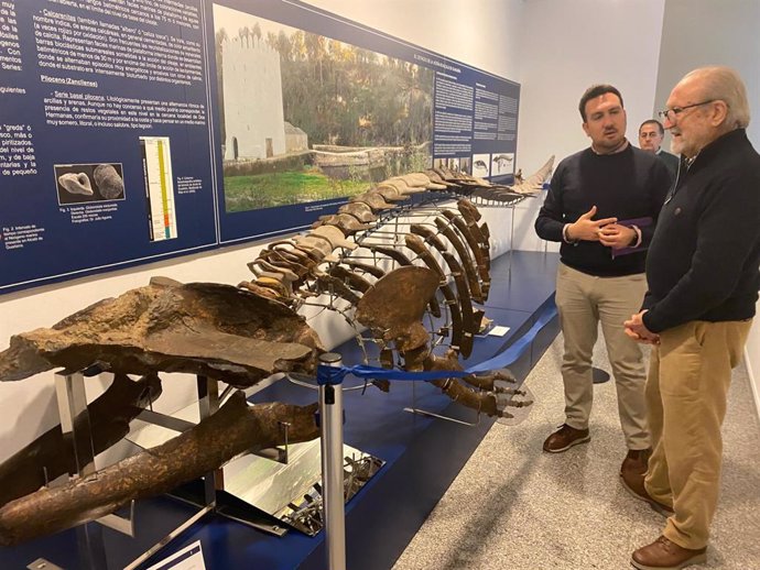 El fósil de cetáceo de 6,4 millones de años de Alcalá de Guadaíra vuelve a estar en exposición en el Museo.