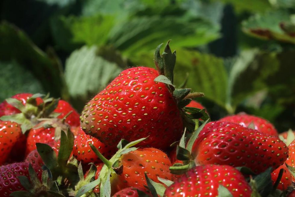 Archivo - Fresas