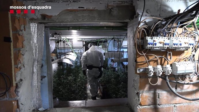 Imagen de una plantación de marihuana en un operativo en el que los Mossos d'Esquadra y la Policía Local de El Prat (Barcelona) detuvieran a 12 personas de un grupo criminal que presuntamente vendían y producían marihuana en la localidad