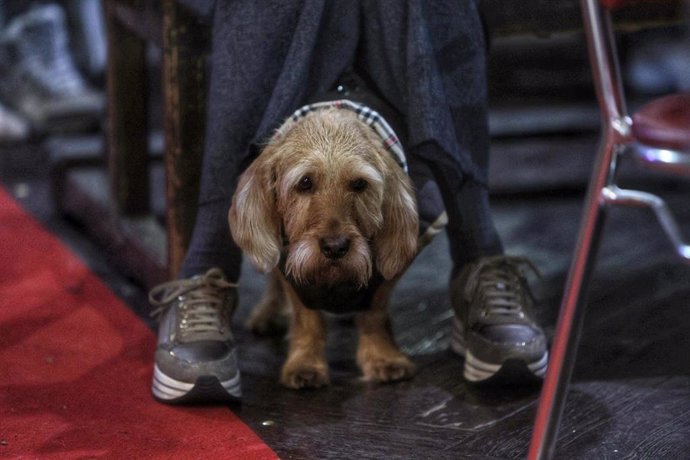 Archivo - Un perro durante el Concierto Candestino, en la iglesia de San Antón, a 14 de enero de 2024, en Madrid (España). Román Mosterior organiza el Concierto Candestino un evento en el que se invita a acudir con las mascotas y quienes lo desean p