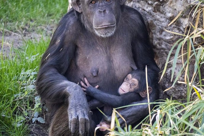 Cala, nombre de la cría de chimpancé nacida en Bioparc Valencia