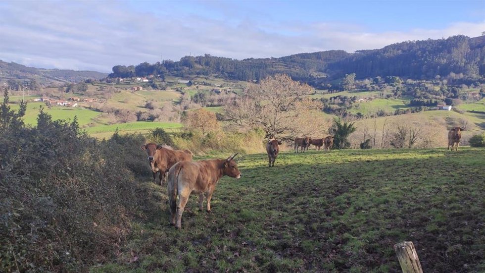 Archivo - Vacas