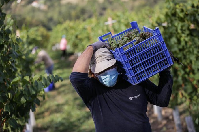 Archivo - Un trabajador en las viñas