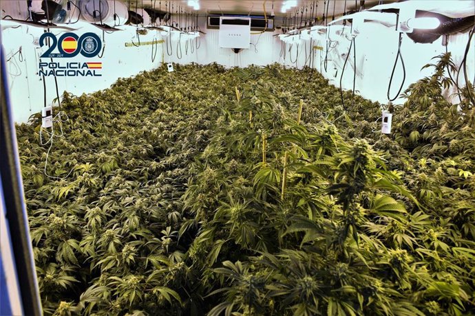 Sucesos.- Detenidas 23 personas como presuntas responsables de puntos de venta de droga en la Región