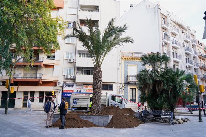 Plantación de la nueva palmera en la plaza Quintero Báez de Huelva.