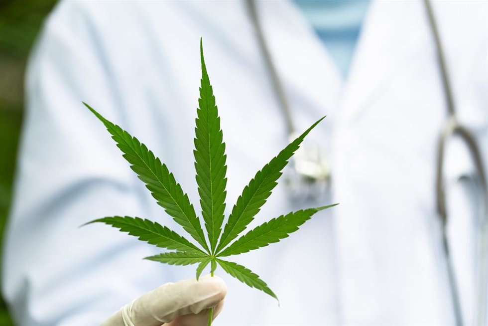 Archivo - Cannabis medicinal.