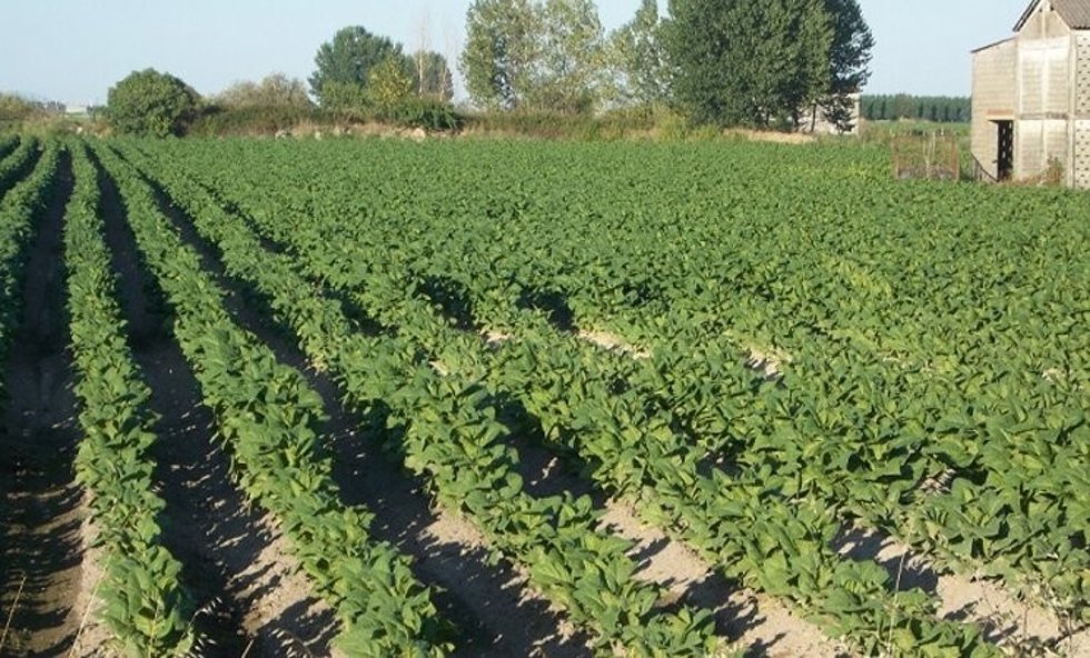 Archivo - Plantación de tabaco