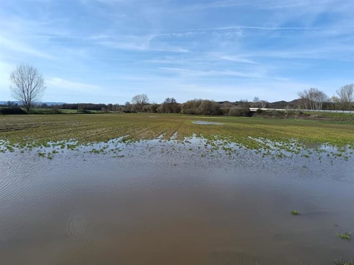 Parcelas de cultivo de cereal en A Limia encharcadas por las lluvias