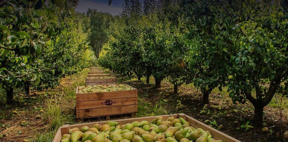 IBERCAJA OTORGA FINANCIACIÓN POR 2,6 MILLONES DE EUROS A SAT FRUTAS Y VERDURAS VALLE DE RINCÓN PARA APOYAR EL DESARROLLO DE SU ACTIVIDAD