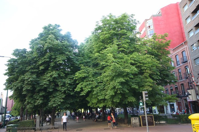 VTLP denuncia la tala de más de 200 árboles de gran tamaño desde la llegada del PP al Ayuntamiento de Valladolid .