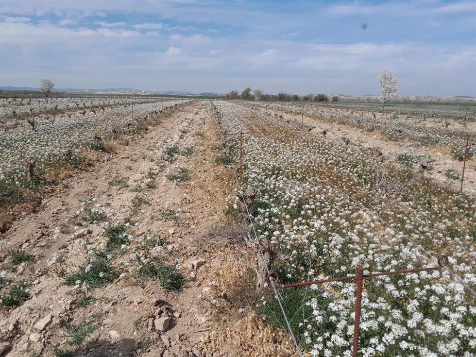 Viñedos de la Bodega "Los Vinos del Desierto", en Aragón, participante en el proyecto Secanos Vivos.