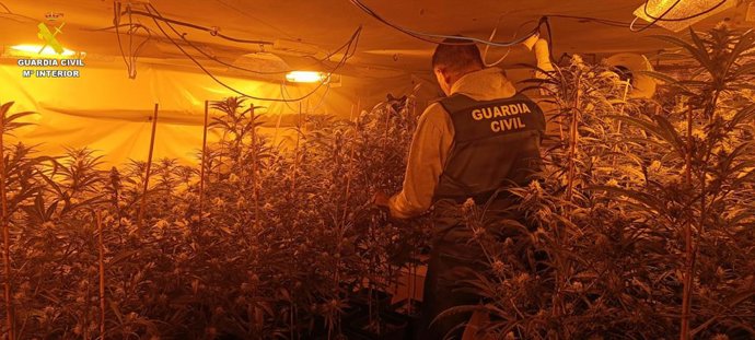 Marihuana intervenida por la Guardia Civil