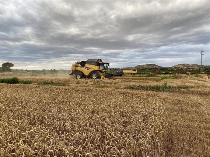 Archivo - Imagen de un campo de cultivo de cereal.