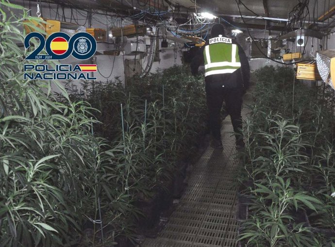Plantación de marihuana desmantelada en Mérida