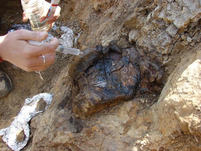 Troben una dent del dinosaure Protathlitis a Morella