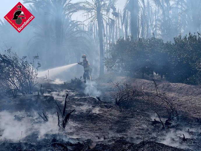 Bombers controlen un incendi a un hort de palmeres a Albatera
