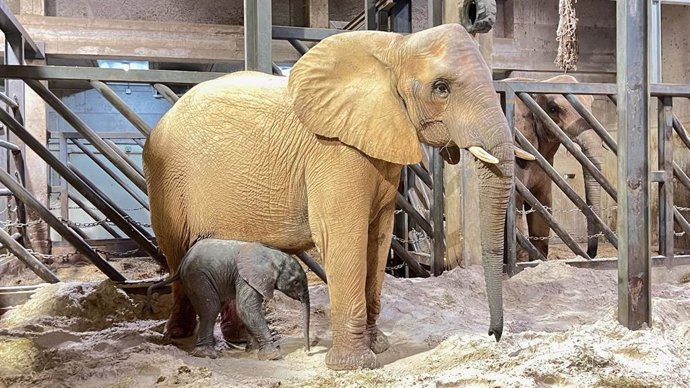 Noche de entusiasmo en BIOPARC Valencia por el parto en vivo de un segundo elefante