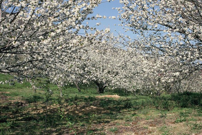 El Valle del Jerte ya está en floración, dando comienzo a la campaña de cereza y picota