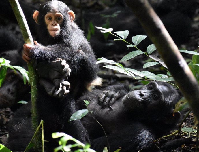 La chimpancé Kanywara Ginger (de unos 3 meses de edad) trepa a los pies de su madre Gola.