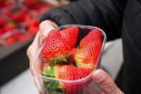 Organizaciones agrarias "desconocen" el reetiquetado de fresas de Marruecos como de Huelva y recuerdan que es delito