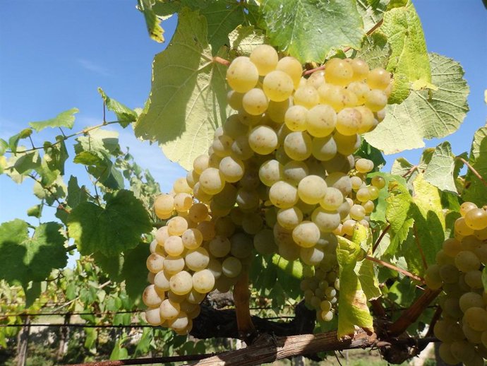 Archivo - Explotación agraria de uvas.