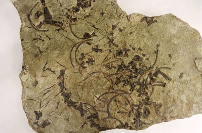 Imagen parcial del fósil de Trachelosaurus fischeri, que muestra vértebras de su cuello