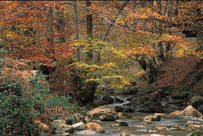Robledal en el Pirineo.