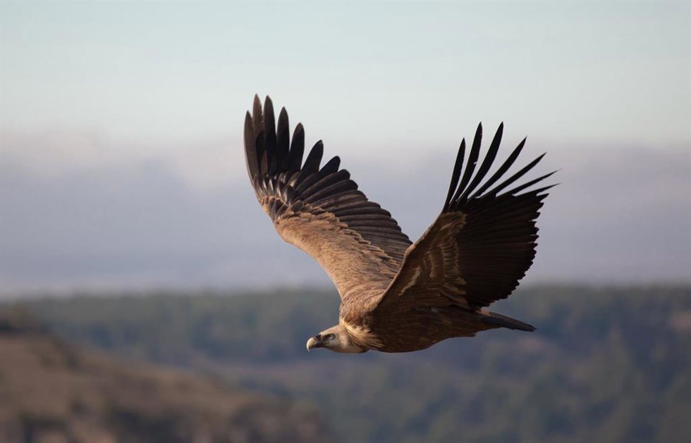 Buitre leonado en la Sierra de Guara (Huesca).