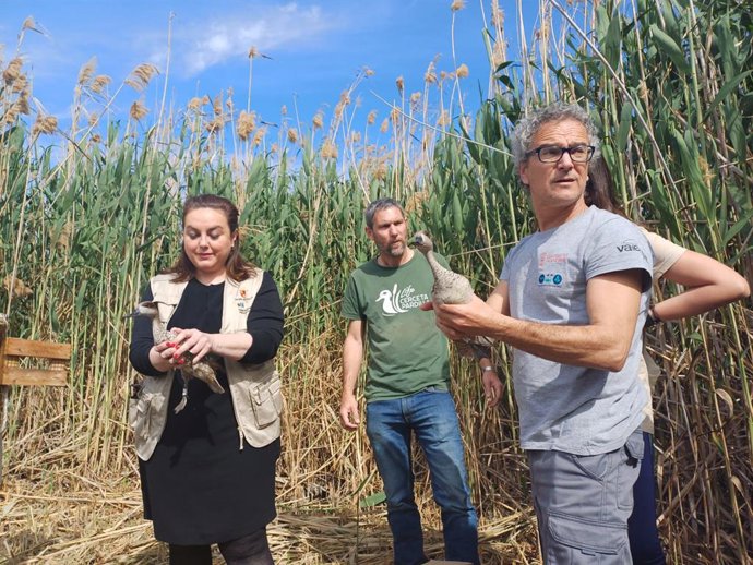La secretaria autonómica de Energía, Sostenibilidad y Acción Climática, María Cruz Ferreira, libera un ejemplar de cerceta pardilla en la laguna de Las Moreras de Mazarrón.