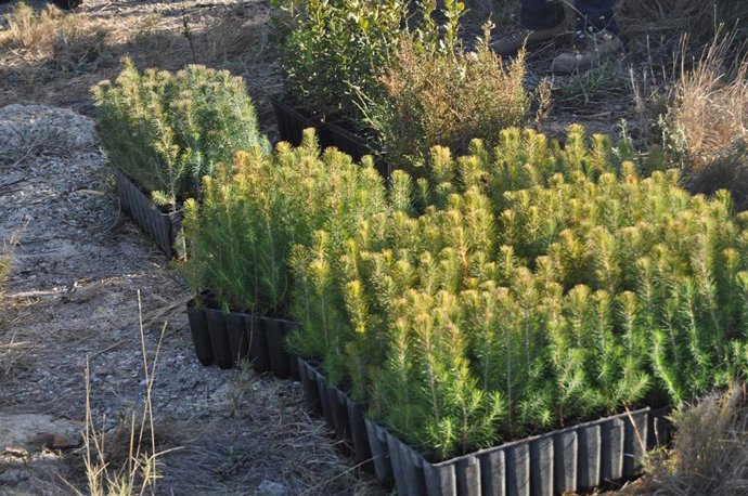 Redeia recupera un total de 1.041 hectáreas de superficie forestal desde 2009  en 21 enclaves de toda España con su proyecto el 'Bosque de Redeia'.