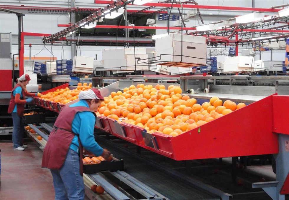 Cooperativa de naranjas.