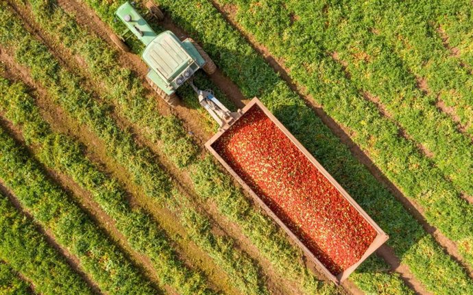 Imagen de archivo de un tractor con tomates