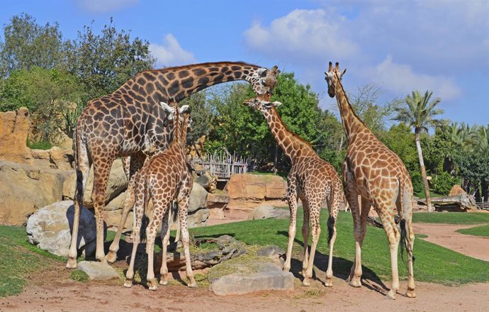 La girafa mascle Julio junt amb les femelles del grup reproductor de Bioparc