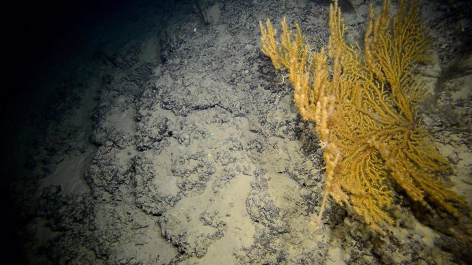Imagen de un ejemplar de la gorgonia Paramuricea clavata captada durante la campaña del IEO para explorar hábitats marinos de Alicante y Benidorm