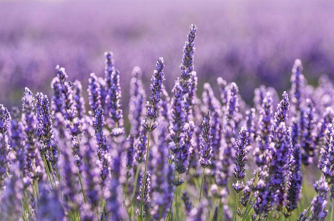 Archivo - Un campo de lavanda, a 30 de junio de 2023, en Brihuega, Guadalajara, Castilla La-Mancha (España). Brihuega, conocida como El Jardín de la Alcarria, fue la pionera hispana en el cultivo de lavanda hace 30 años. La siega y recolección de los 