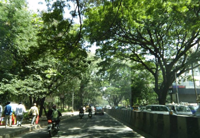 Los árboles junto a las carreteras reducen la contaminación