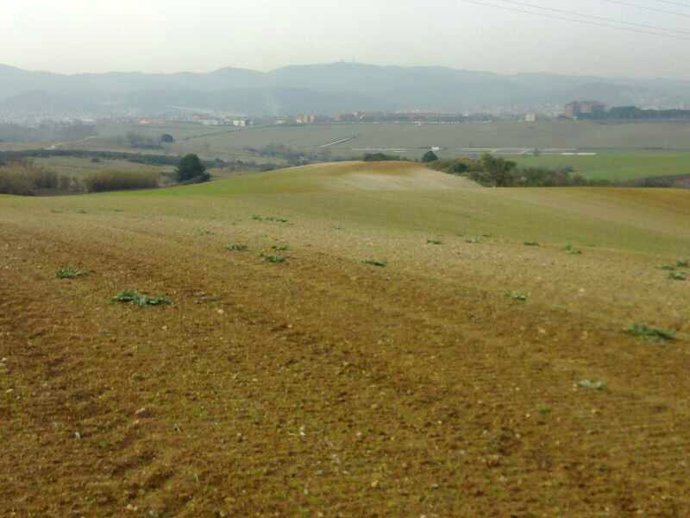 Archivo - Campo de cereales