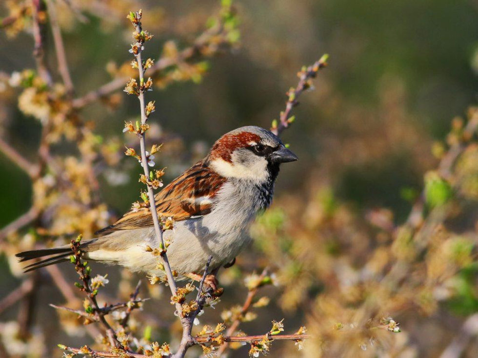 Las poblaciones de gorrión común en España ha descendido casi un 20% desde que SEO/BirdLife comenzó a registrar datos en 1998