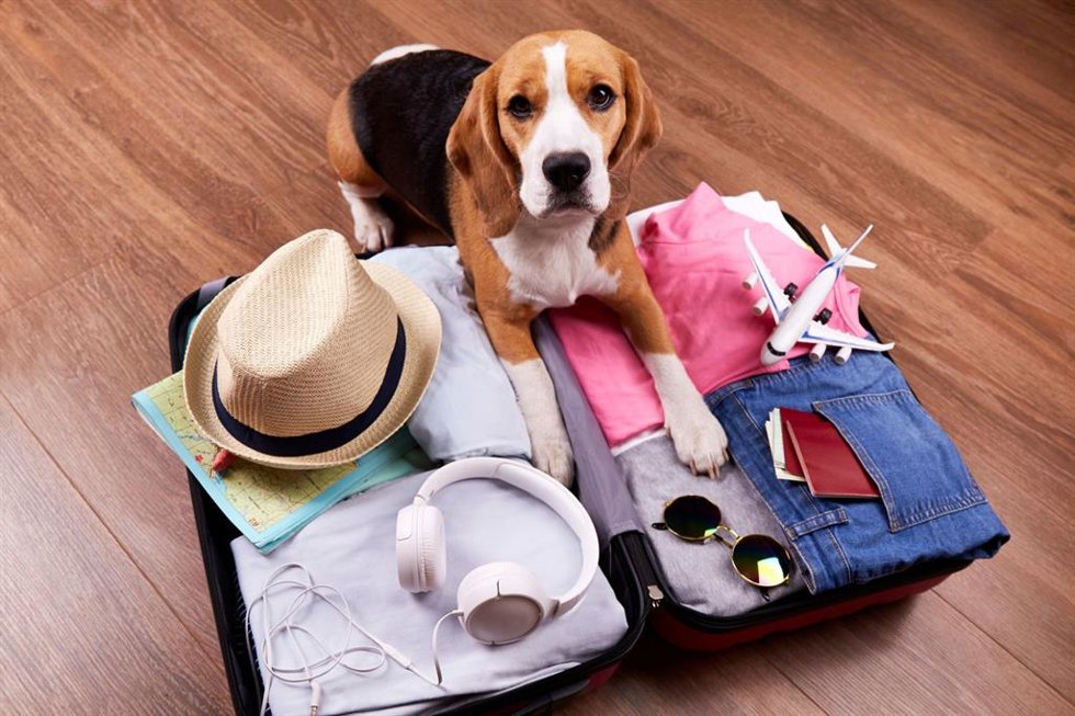 Un 45% de los españoles encuentra dificultades para encontrar alojamientos pet-friendly