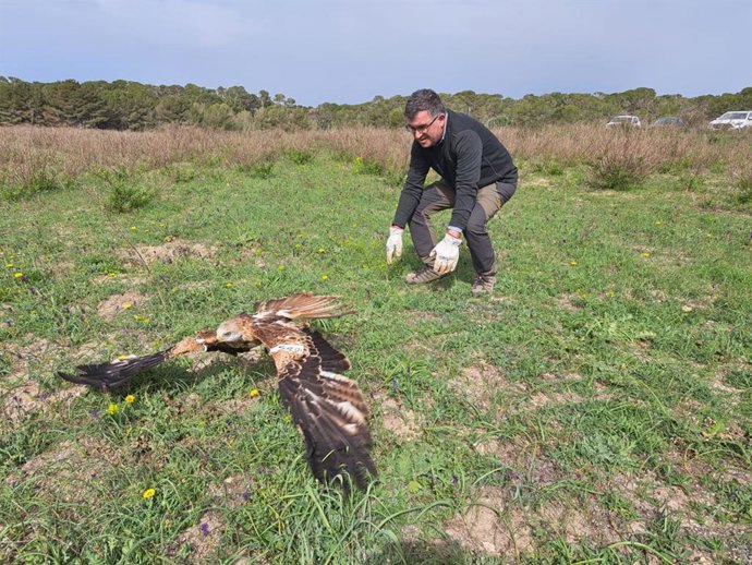 El conseller de Agricultura, Pesca y Medio Natural, Joan Simonet, durante la liberación del ejemplar de milano real.