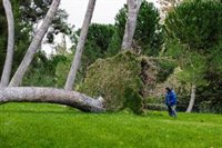 Carabante asegura que se han recuperado todos los parques y jardines tras 'Filomena' "sin ayuda del Gobierno"