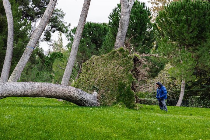 Archivo - Un árbol caído en el parque del Oeste,