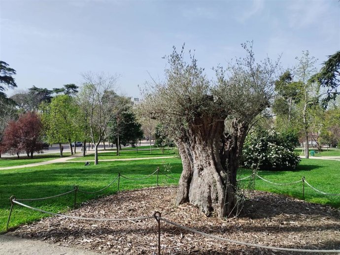 El árbol más antiguo de Madrid, un olivo de 627 años en el parque de El Retiro
