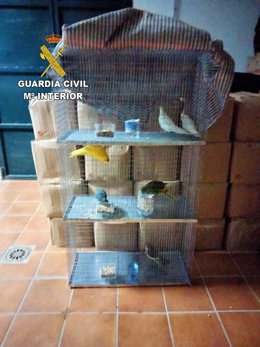 Imagen de los periquitos intervenidos en El Repilado (Huelva).