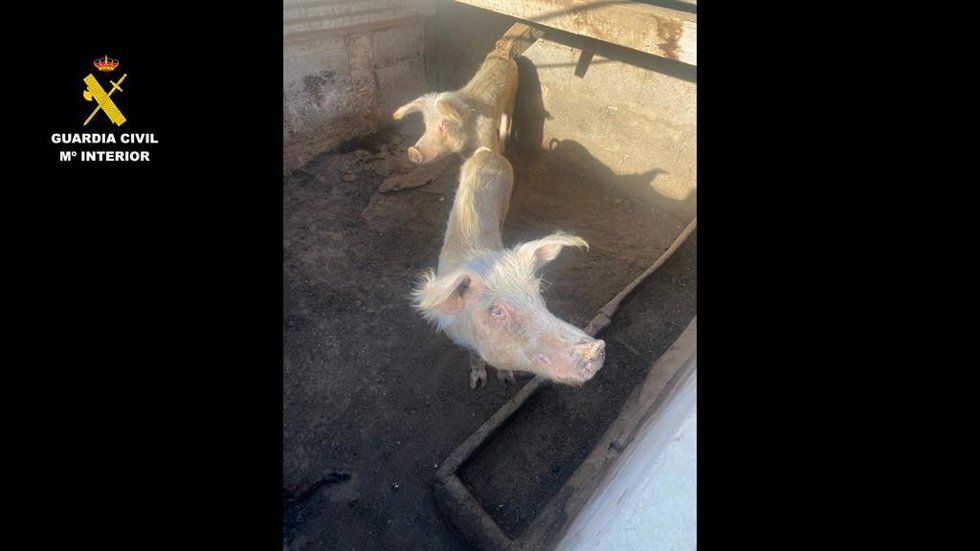 Detenidas dos personas y otra investigada al localizarse 200 animales en malas condiciones en Gran Canaria