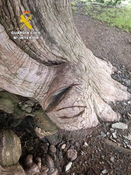 Cortes realizados con una sierra en el tejo milenario de San Cristóbal de Valdueza (León)